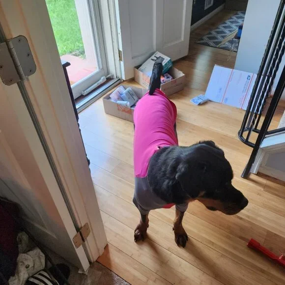 Dog Solis UV Coverup - Picture 10 of 11